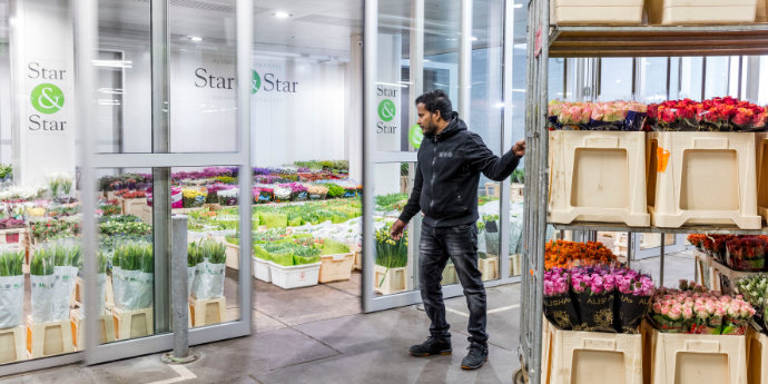 Star&Star Blumengroßhandel Köln Düsseldorf Dortmund Rosen Tulpen